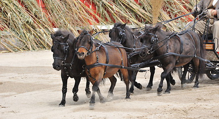 Image showing four miniatures horse with harness