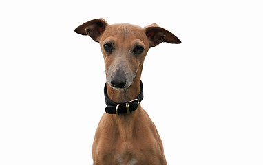 Image showing italian greyhound