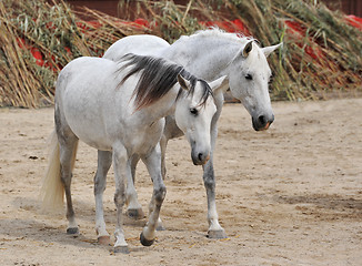 Image showing two white horses