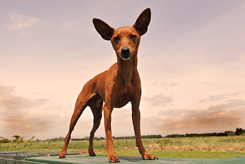 Image showing miniature pinscher