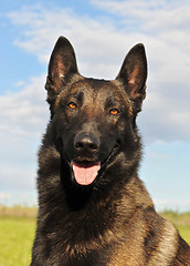 Image showing belgian shepherd malinois