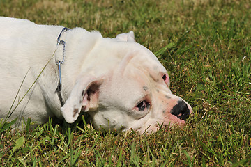 Image showing american bulldog