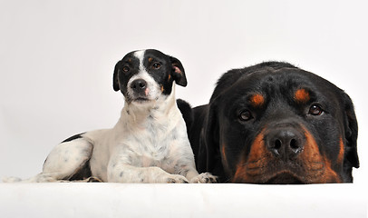 Image showing rottweiler and jack russel terrier