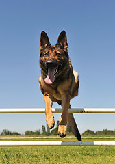 Image showing jumping german shepherd