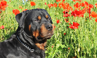 Image showing rottweiler in poppies