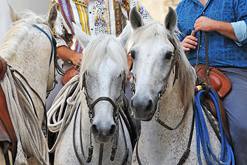 Image showing camargue horses