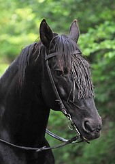 Image showing black stallion