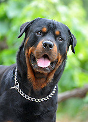 Image showing rottweiler