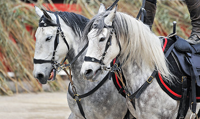 Image showing equestrian show