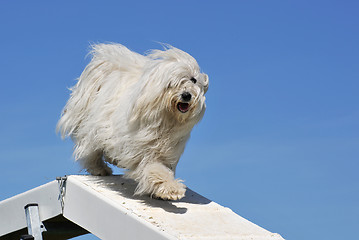 Image showing maltese dog