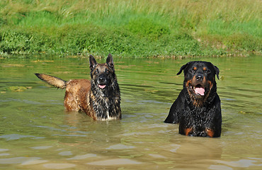 Image showing two dogs in river