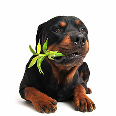 Image showing rottweiler and lucky bamboo