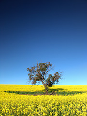 Image showing Canola Tree