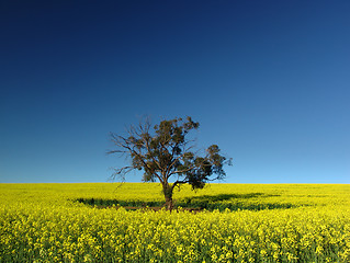 Image showing Canola Tree