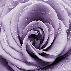 Image showing violet rose