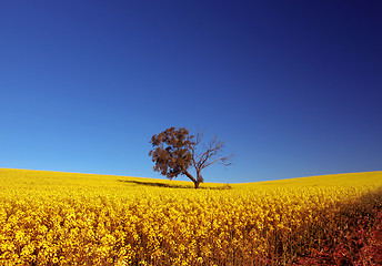 Image showing Canola Field