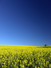 Image showing Canola Field