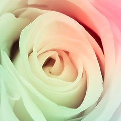 Image showing multicolor rose