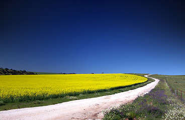 Image showing Canola Field