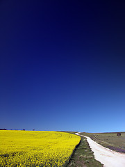 Image showing Canola Field