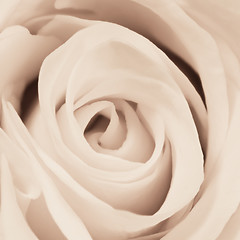 Image showing white rose close up