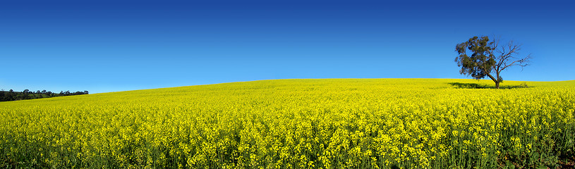 Image showing Canola Panoramic