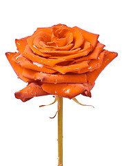 Image showing orange rose