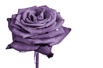 Image showing violet rose