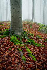 Image showing misty forest