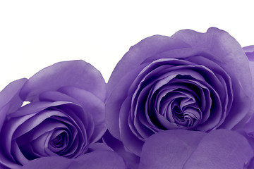 Image showing violet rose macro