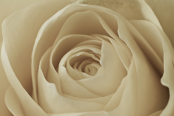 Image showing white rose macro