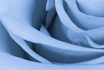 Image showing blue rose close up