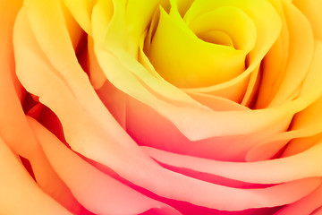 Image showing multicolor rose