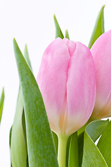 Image showing pink tulips