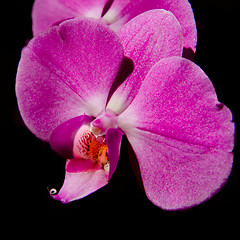 Image showing pink orchid