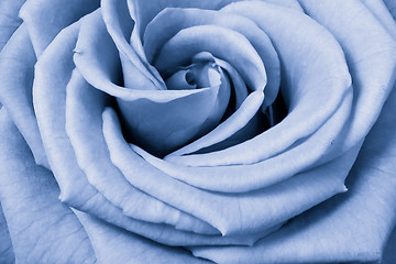 Image showing blue rose