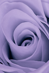 Image showing violet rose close up