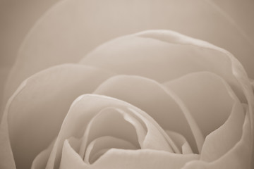 Image showing white rose macro