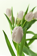 Image showing tulips