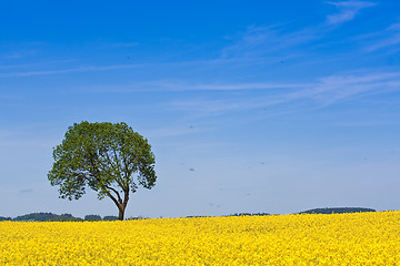 Image showing rape field