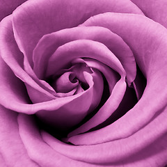 Image showing pink rose