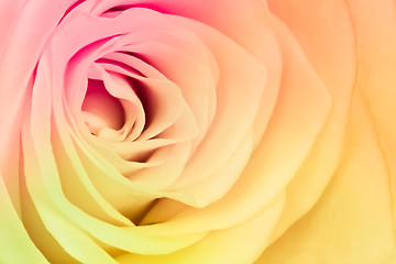 Image showing multicolor rose