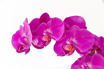 Image showing pink orchid