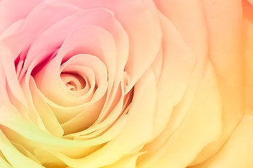 Image showing multicolor rose