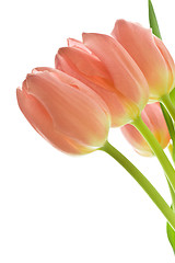 Image showing orange tulips