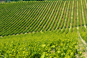 Image showing Typical Tuscan landscape