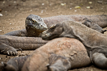 Image showing komodo dragon in natural habitat