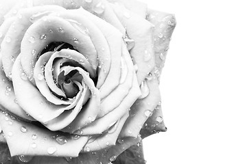 Image showing white rose