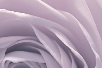 Image showing rose macro