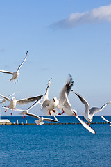 Image showing seagulls at pier